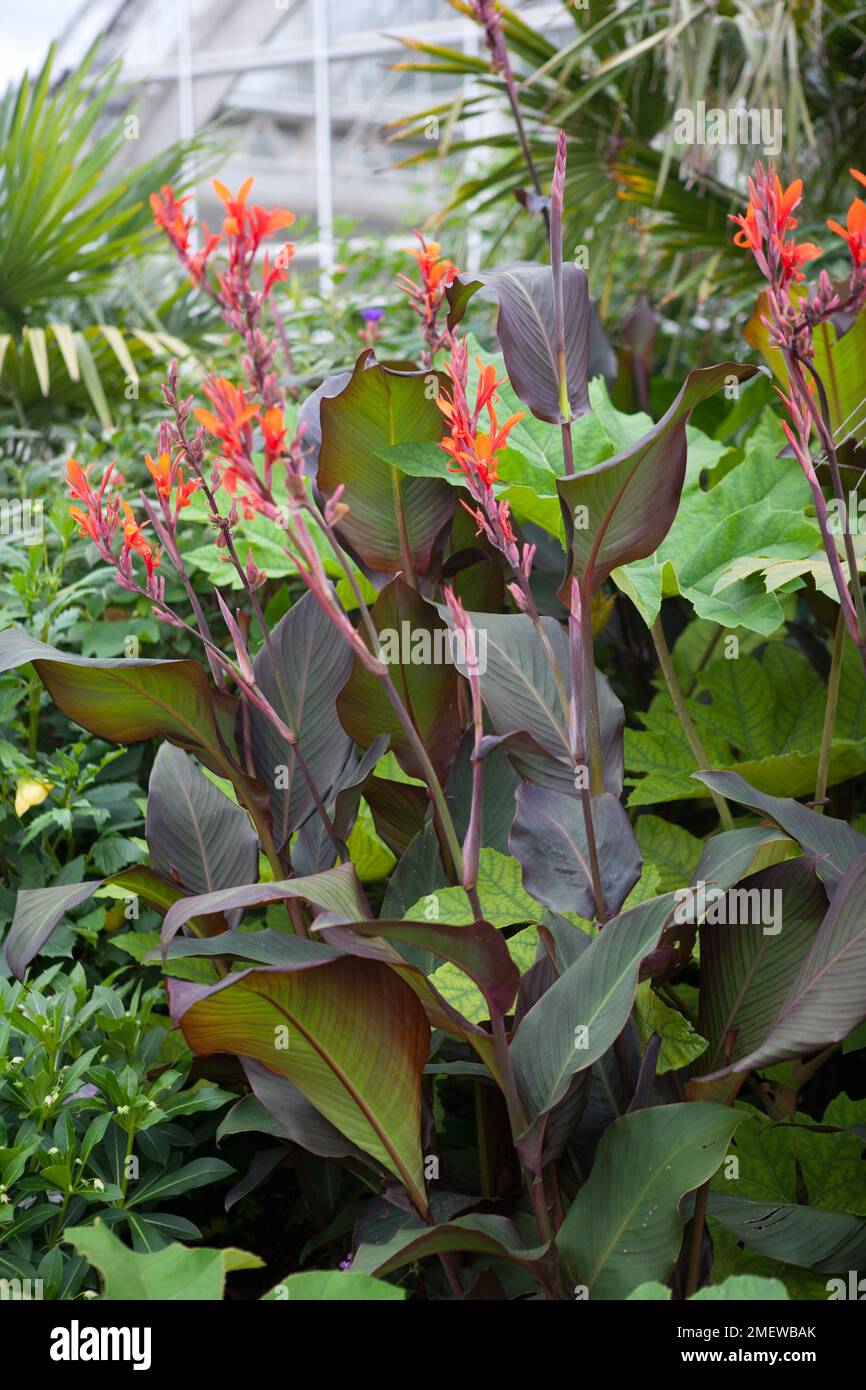Canna purpurea Banque de photographies et d’images à haute résolution — free download