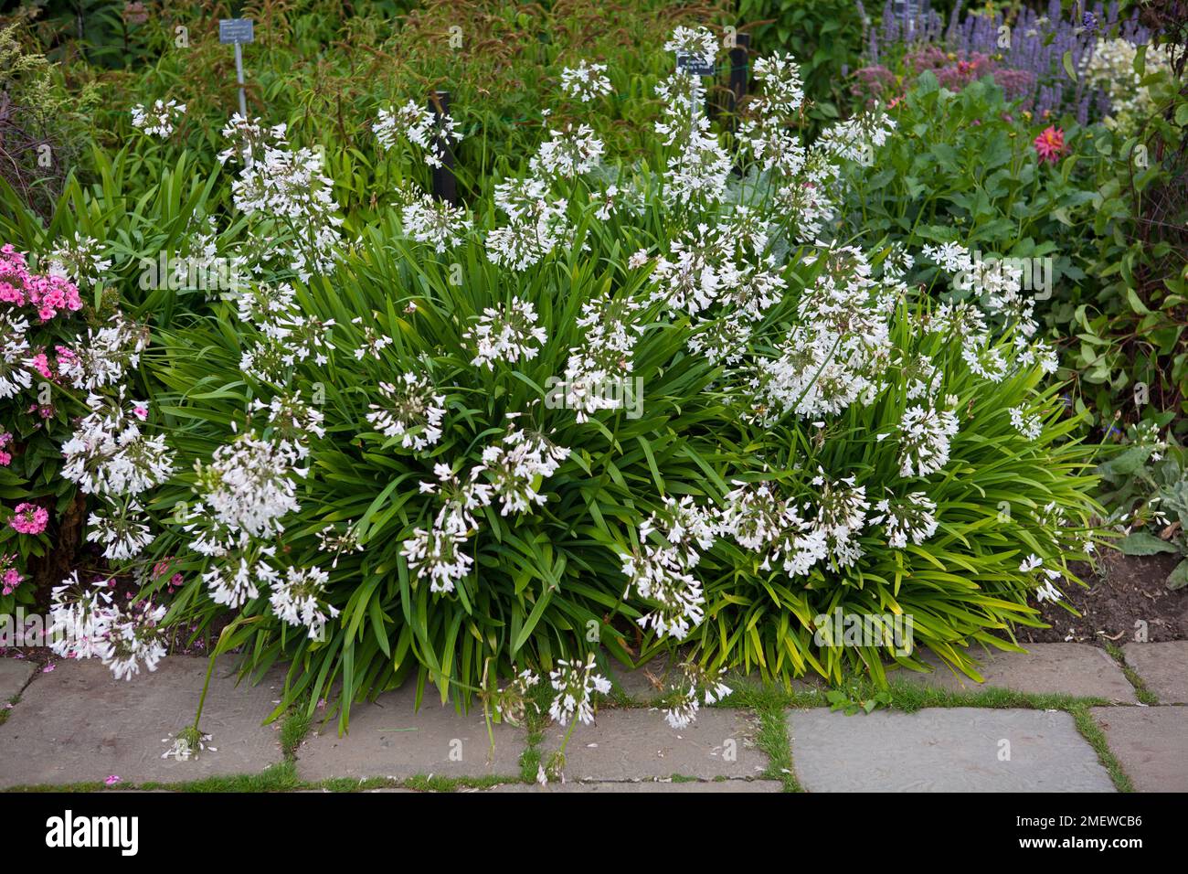 Agapanthus campanulatus var albidus Banque D'Images