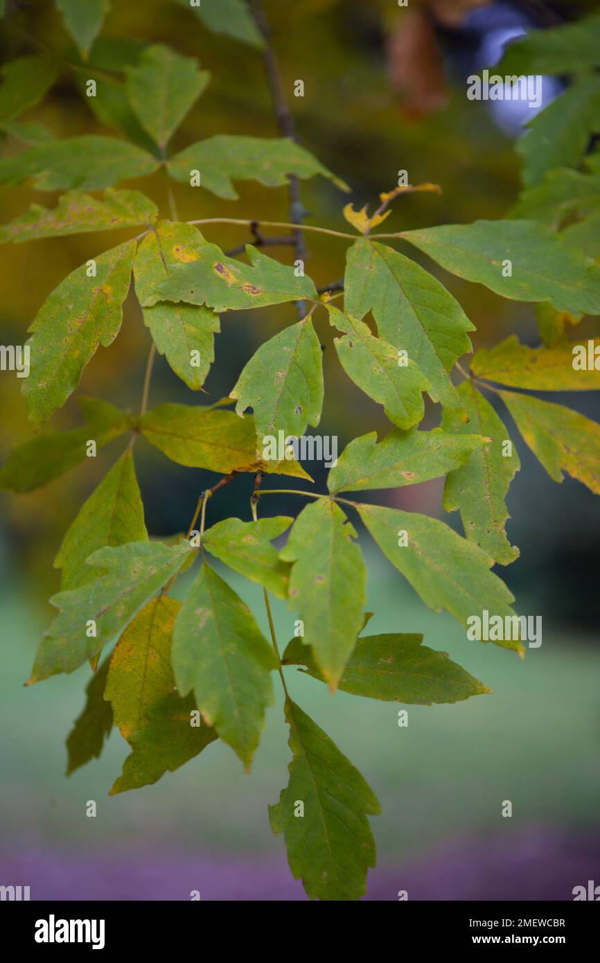 Acer truncatum Banque D'Images