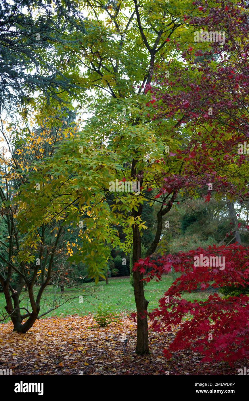 Acer truncatum Banque D'Images