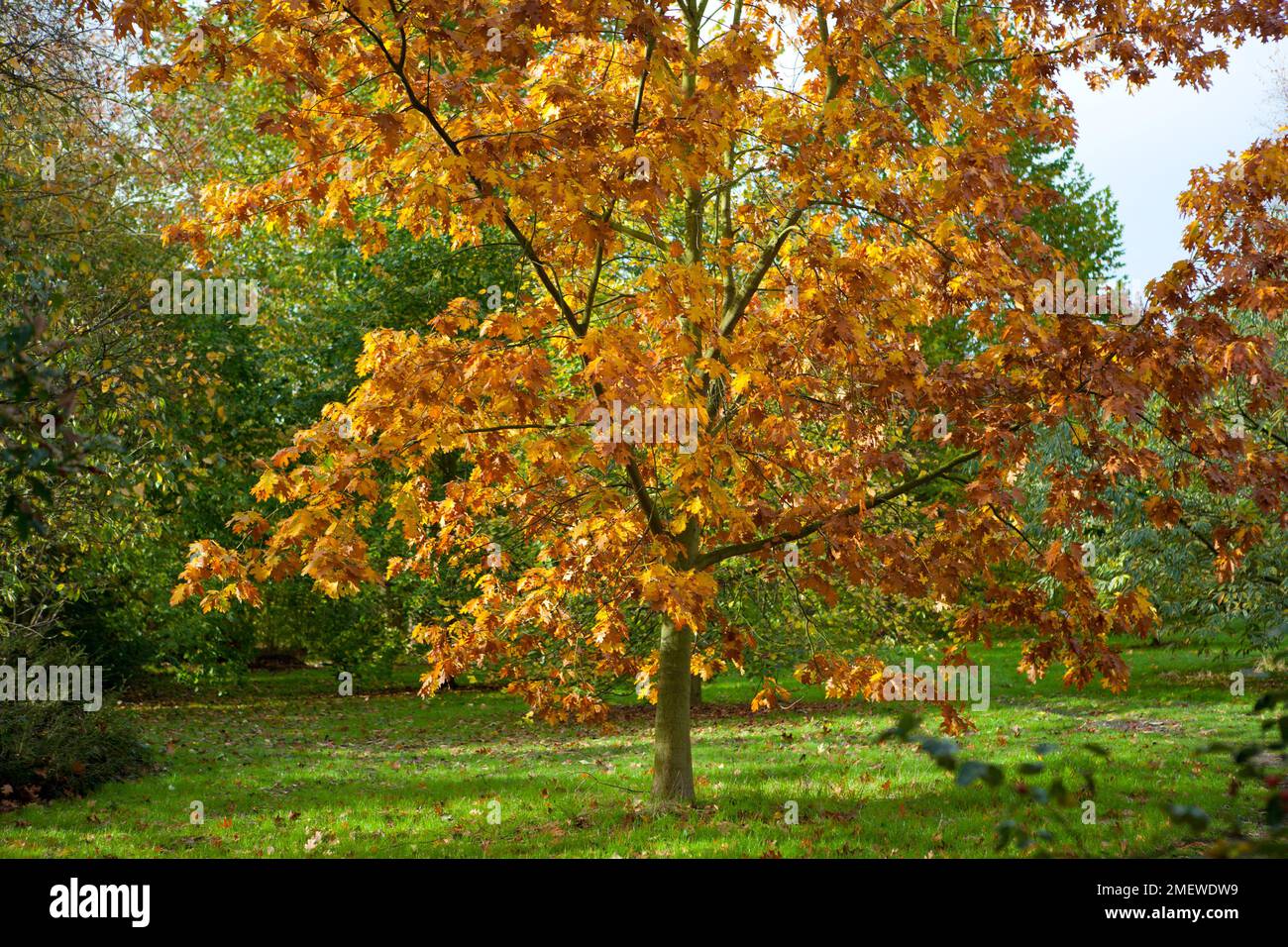 Acer platanoides 'Drummondii' Banque D'Images