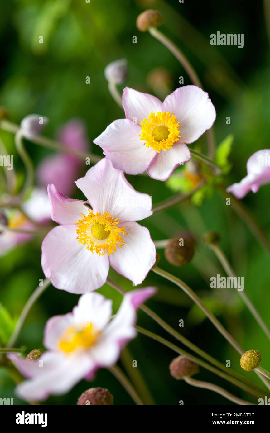 Anemone Tomentosa 'Anemone de la feuille de raisin' Banque D'Images