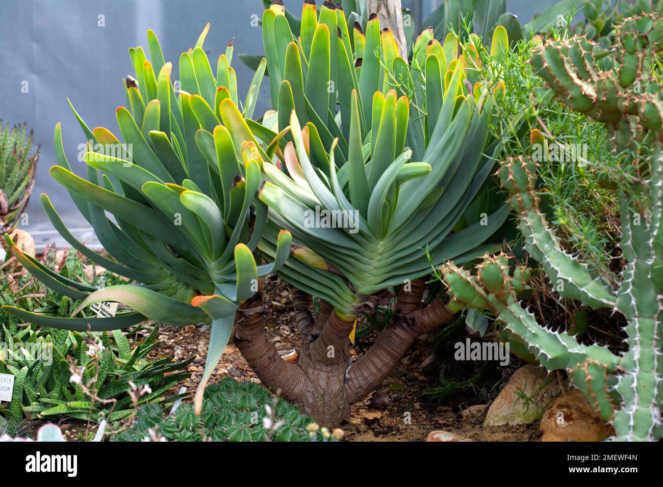 Aloès plicatilis 'Aloe Fan' Banque D'Images