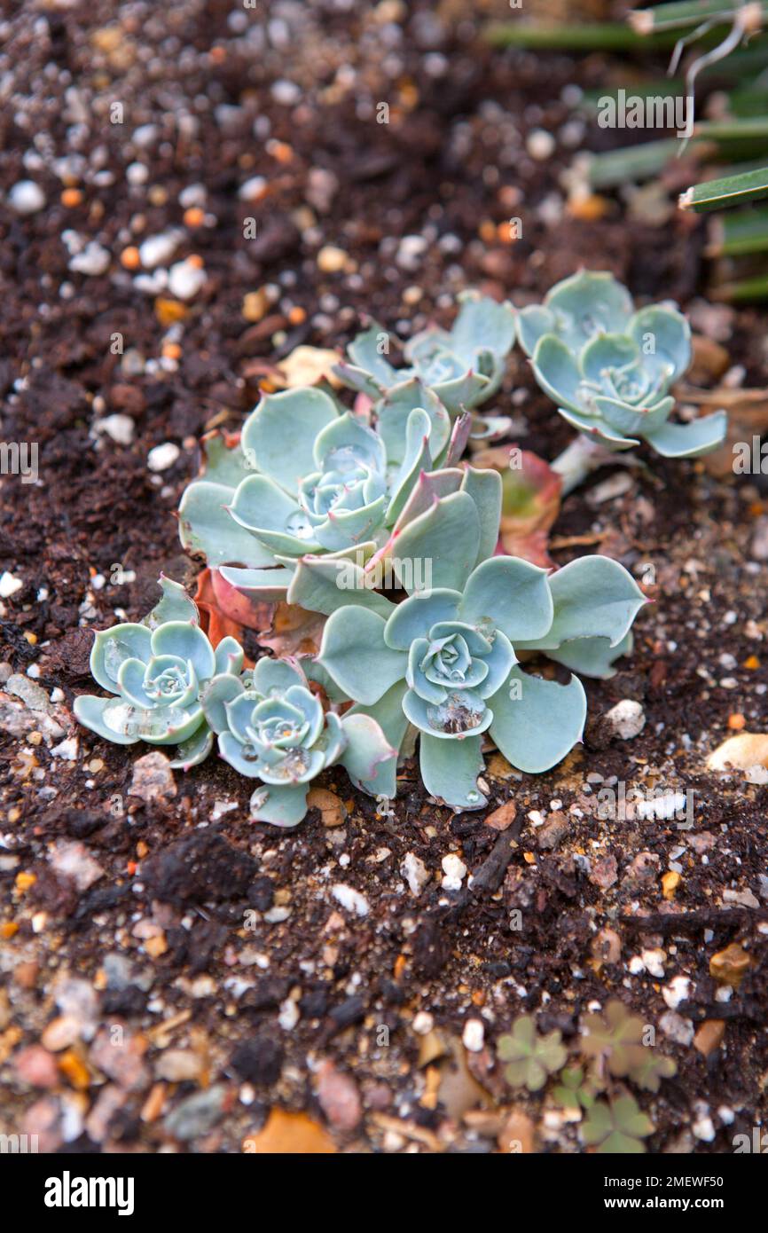 Echeveria secunda var 'glauca' Banque D'Images