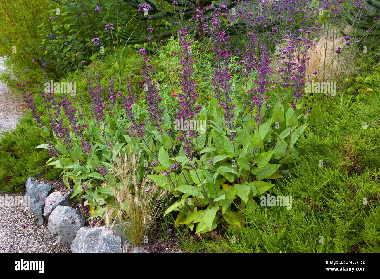 Lepechinia salviae 'Pitcher Sage' Banque D'Images