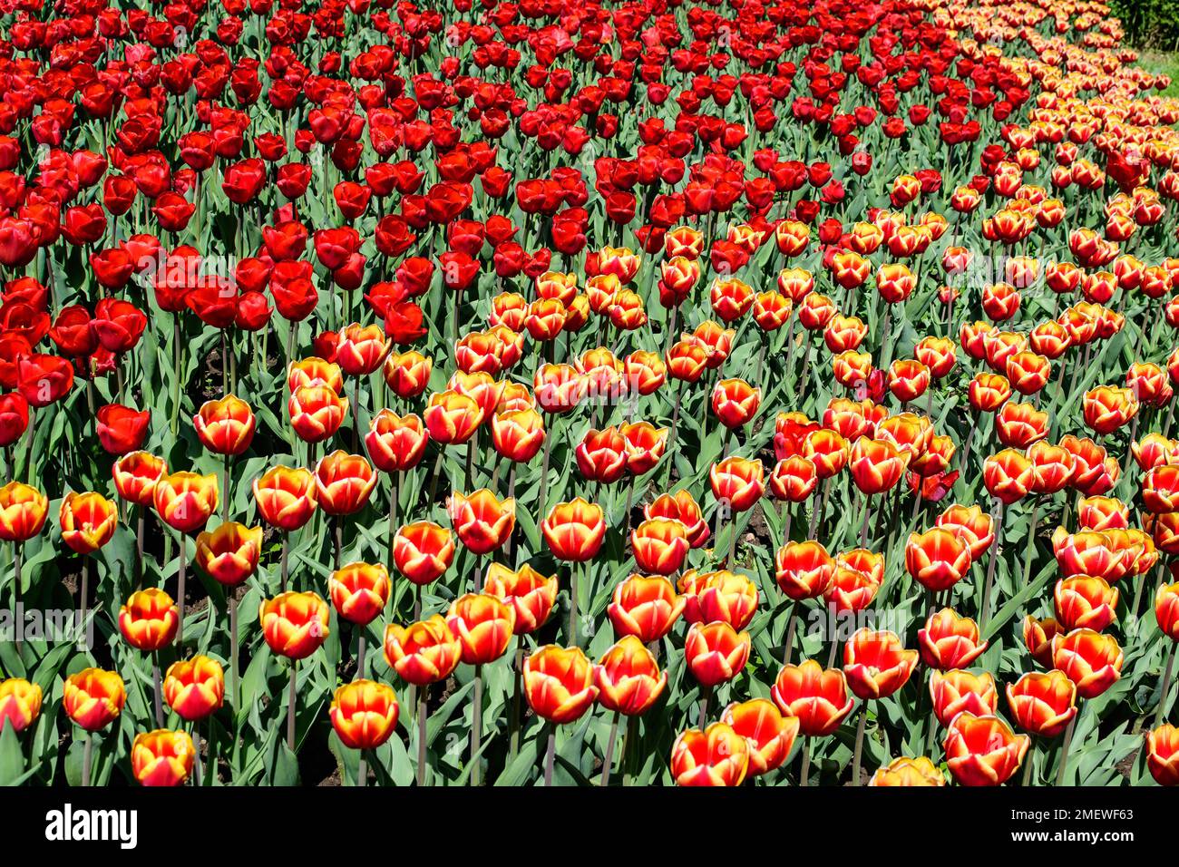 Beaucoup de tulipes rouges et jaunes vives délicates en pleine fleur dans un jardin ensoleillé de printemps, magnifique extérieur floral fond photographié avec une mise au point douce Banque D'Images