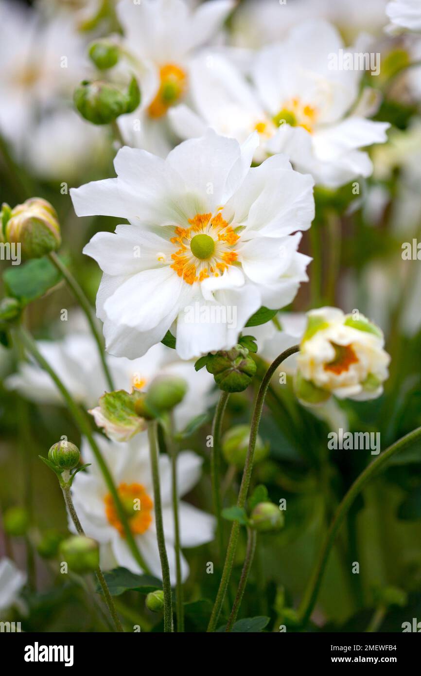 Anemone x hybrida 'Whirlwind' Banque D'Images