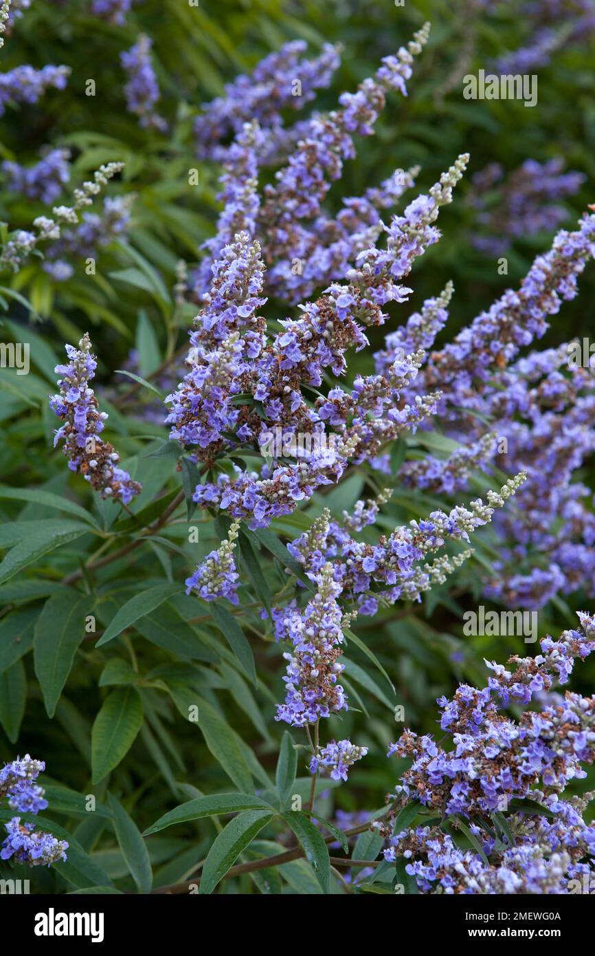 Vitex agnus-caste f latifolia Banque D'Images