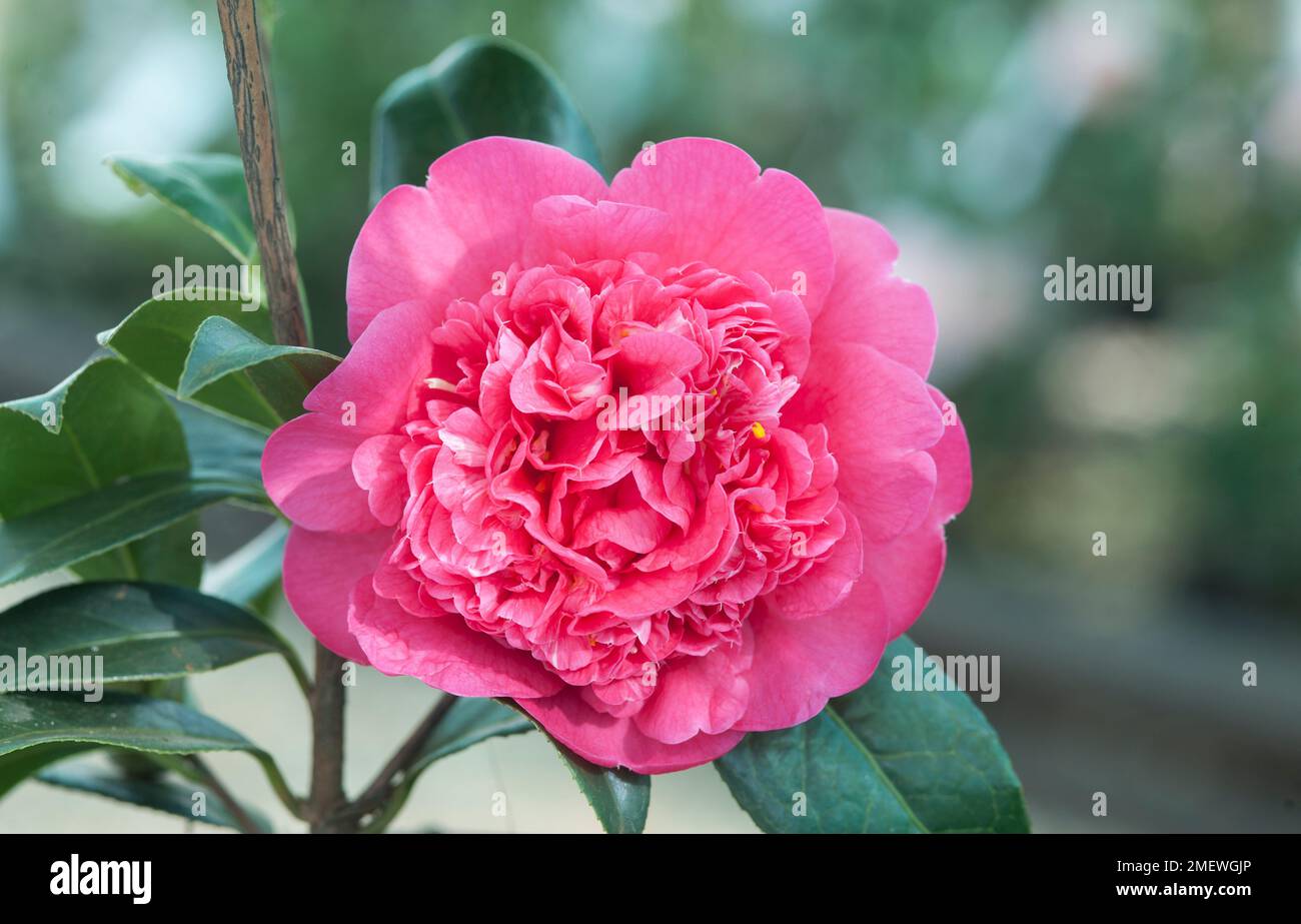 Camellia x williamsii "anticipation" Banque D'Images