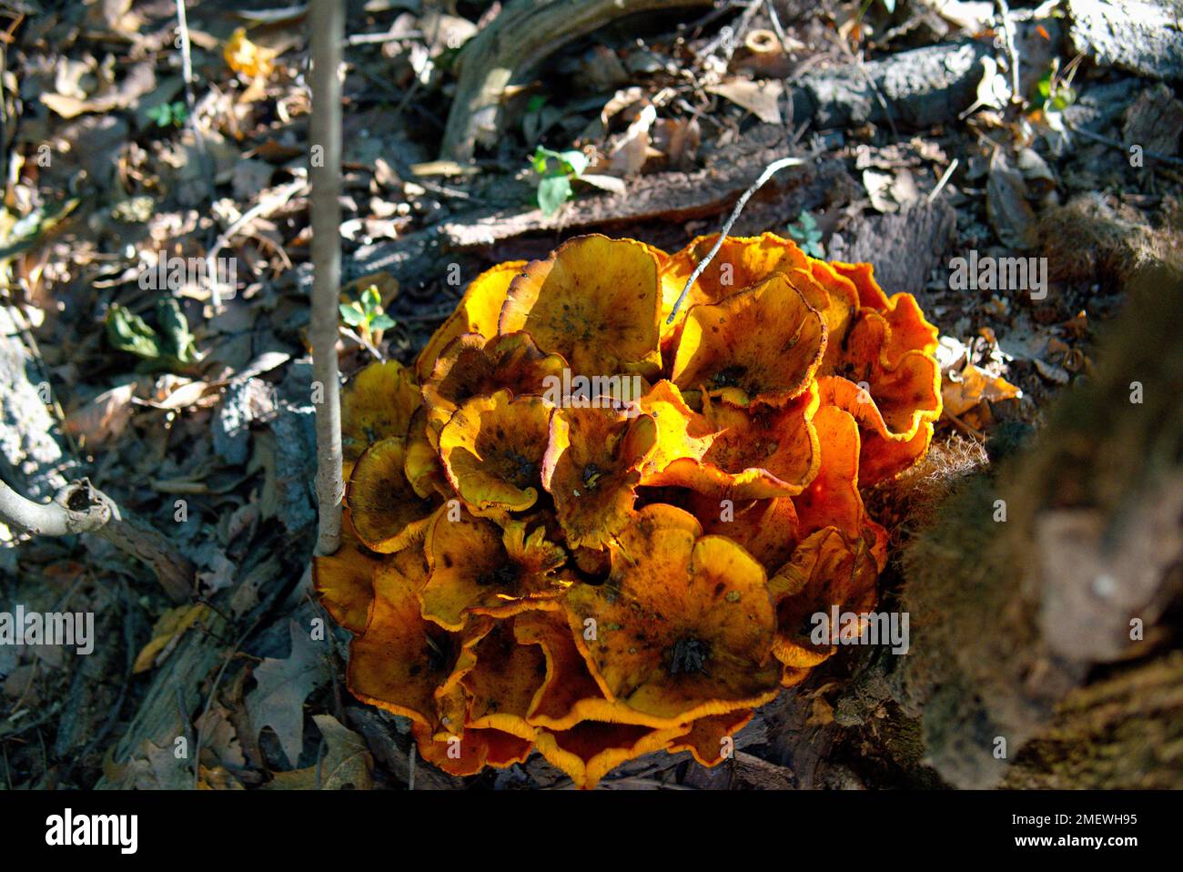 Poulet du champignon des bois en Pennsylvanie Banque D'Images