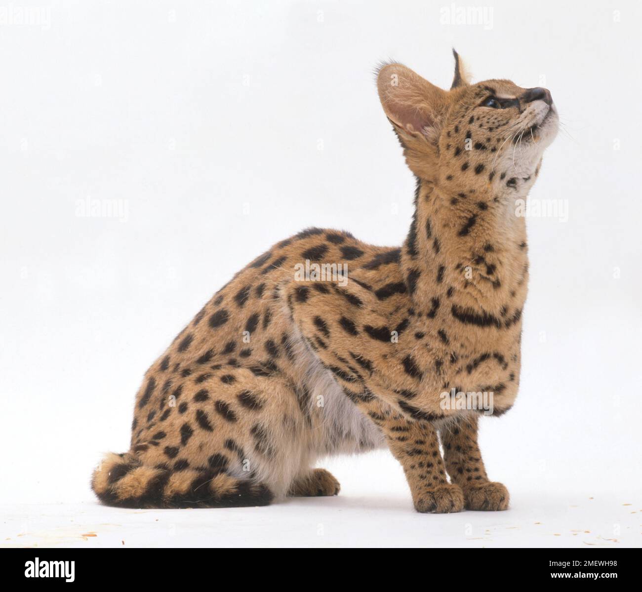 Felis serval (Serval). Famille des Felidae. Service avec bouche ouverte Banque D'Images