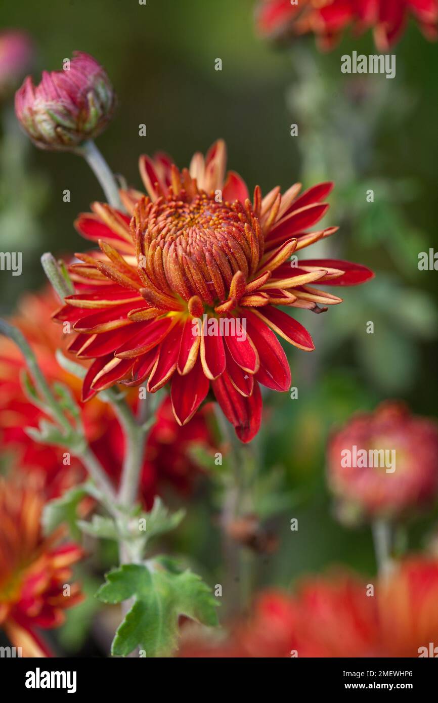 Jardin de chrysanthème de Chelsea Banque D'Images