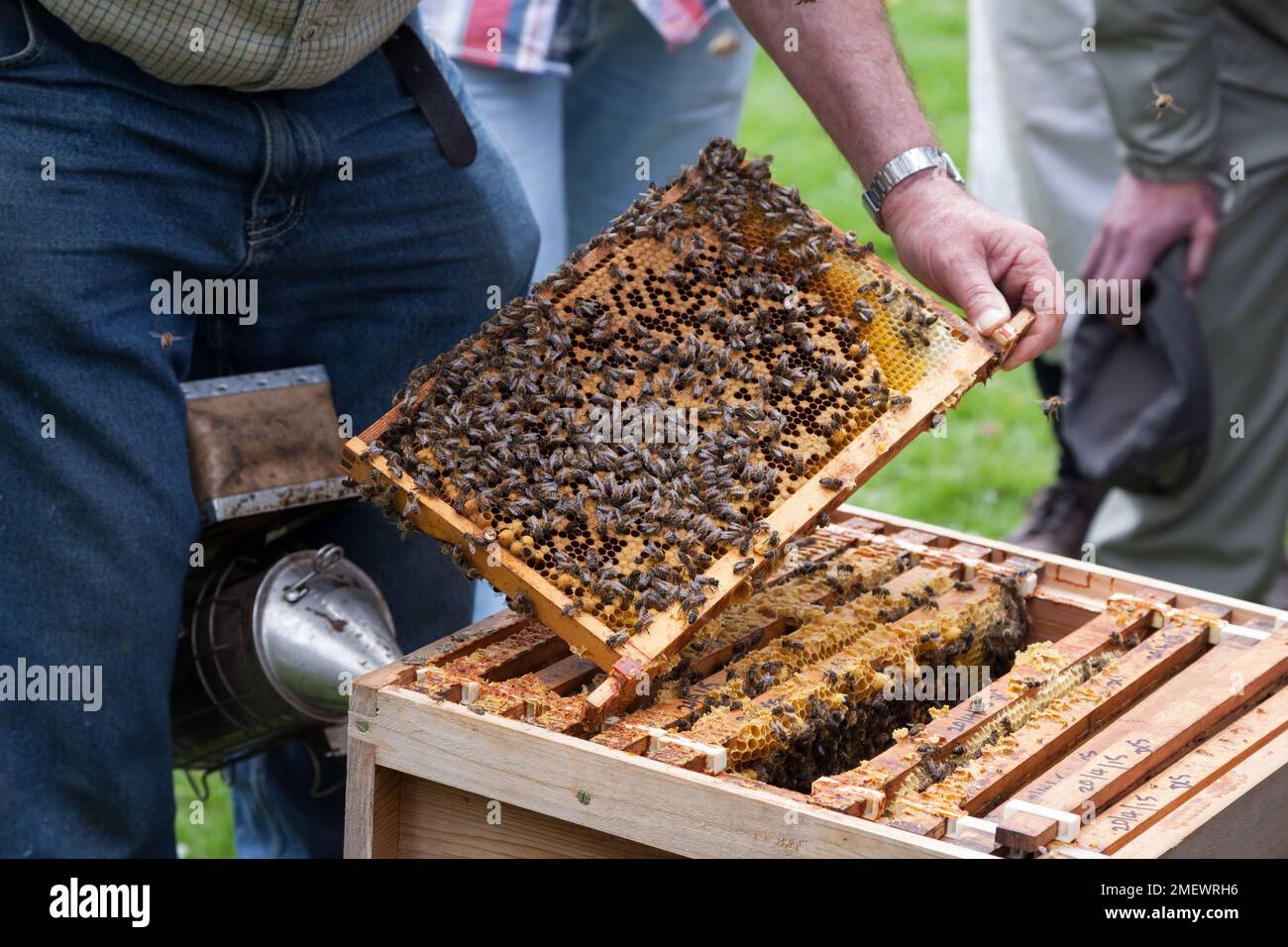 Vente aux enchères des apiculteurs Banque D'Images