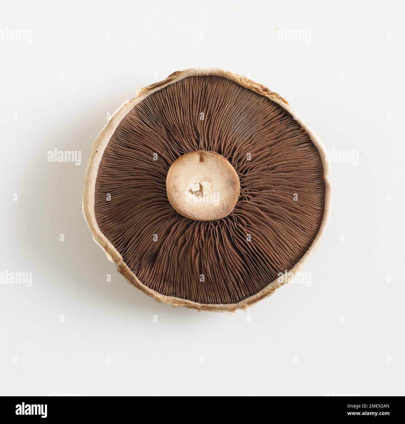 Champignon Banque D'Images