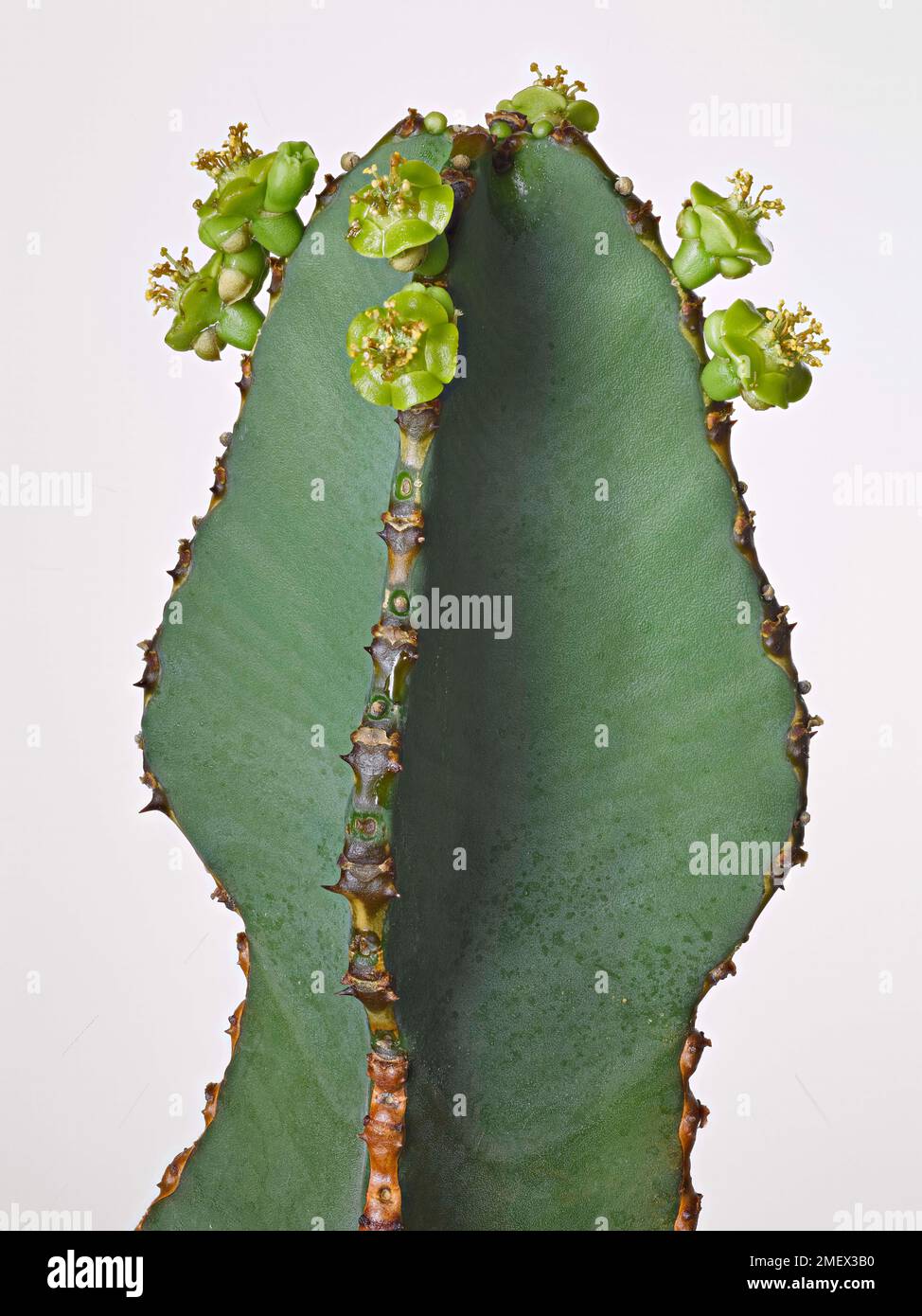 Euphorbia fortissima tige succulente avec des marges épineuses et des fleurs Banque D'Images