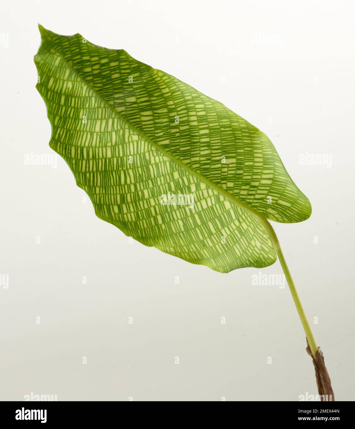 Etude feuille Banque D'Images