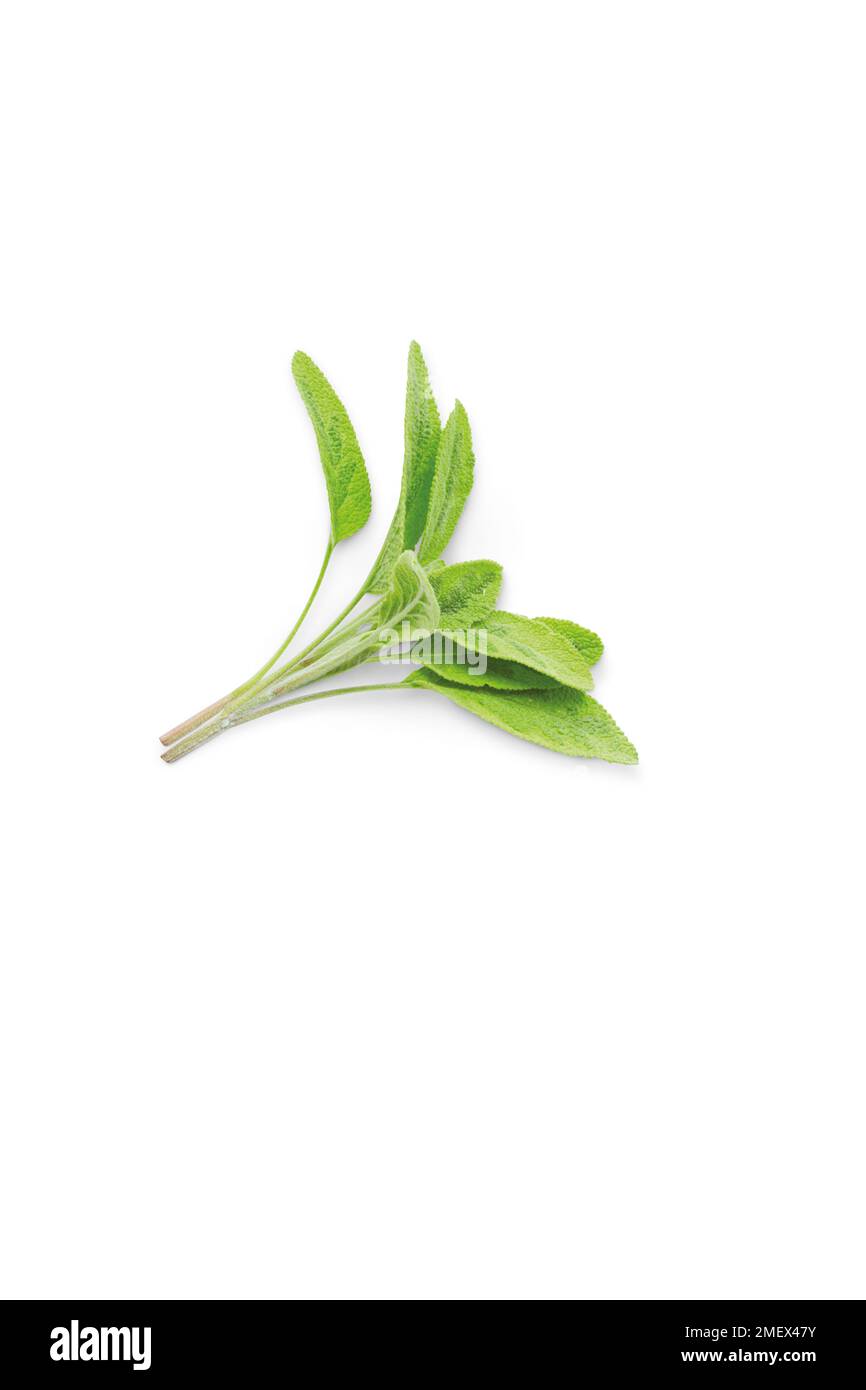 Branche de sauge d'icterina sur fond blanc Banque D'Images