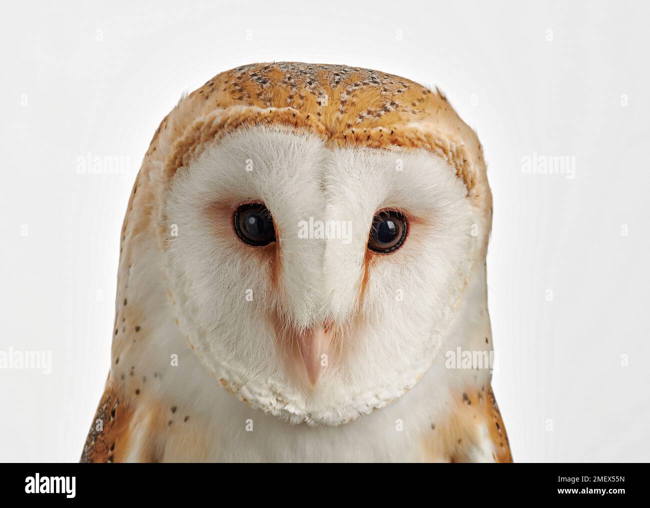 Hibou de la grange, Tyto alba, tête, portrait Banque D'Images