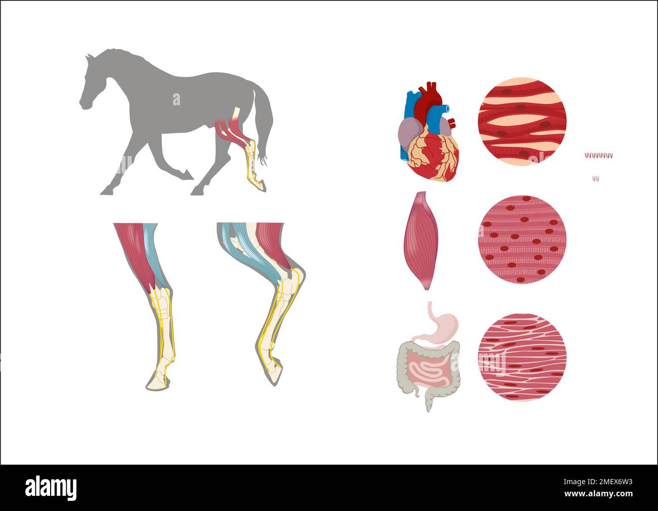 Muscles Banque D'Images