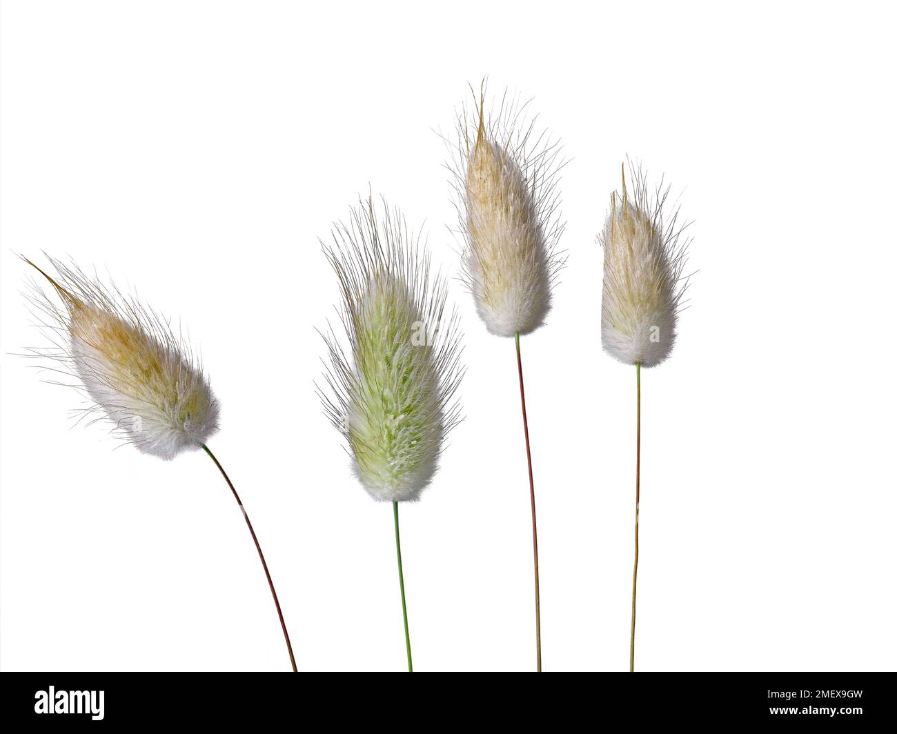 60 Queues De Lapin Séchées QUARKZMAN – Herbe De Pampa Lagurus Ovatus, 43 Cm, Rouge, Décoration Florale - 3