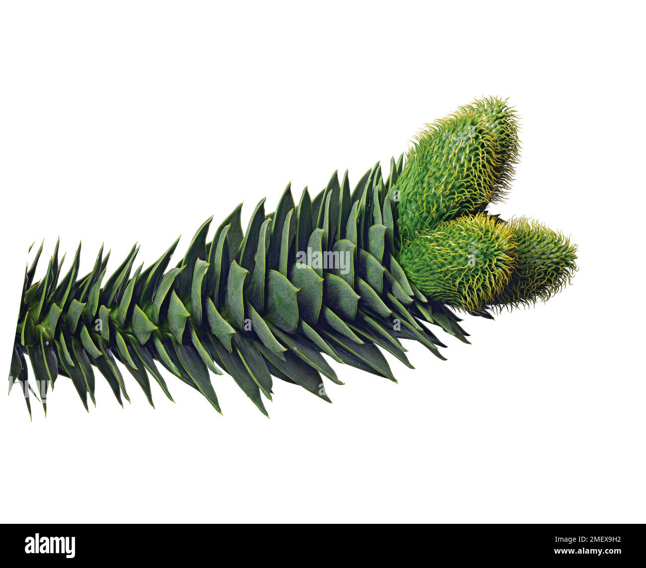 Araucaria araucana (casse-tête de singe) avec des cônes femelles verts en développement Banque D'Images