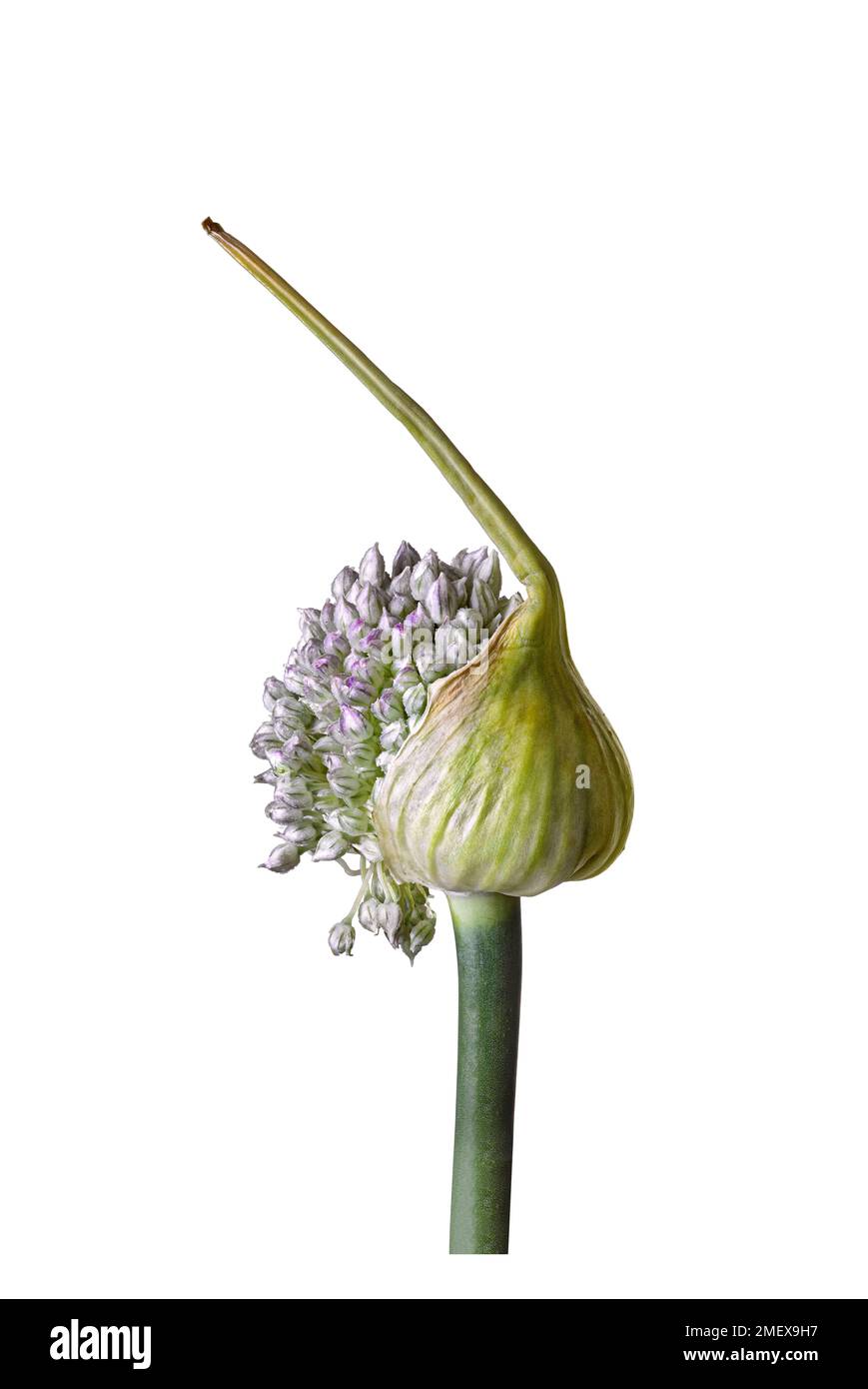 Allium amppelloprasum Leek avec ouverture des fleurs Banque D'Images