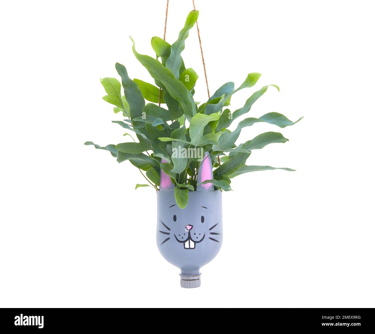 Jardinières de bouteille artisanales - pots finis avec plantes - pot de lapin suspendu avec plante Banque D'Images