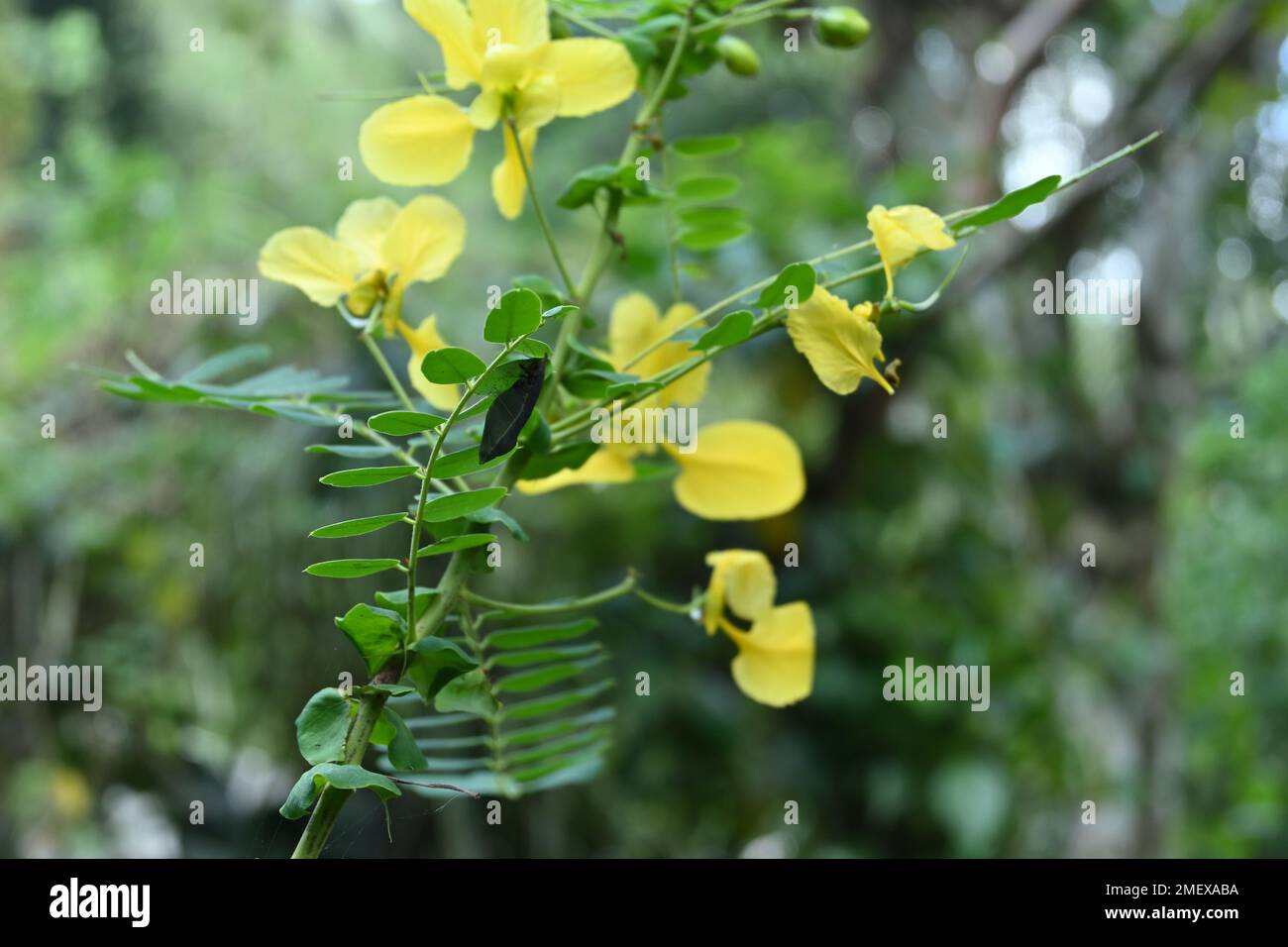 Un pupa de papillon ou un chrysalide mort et gâté est suspendu sur une brochure d'une plante de Senna Auriculata. Le gâté et tourné à la chrysalide couleur noire Banque D'Images