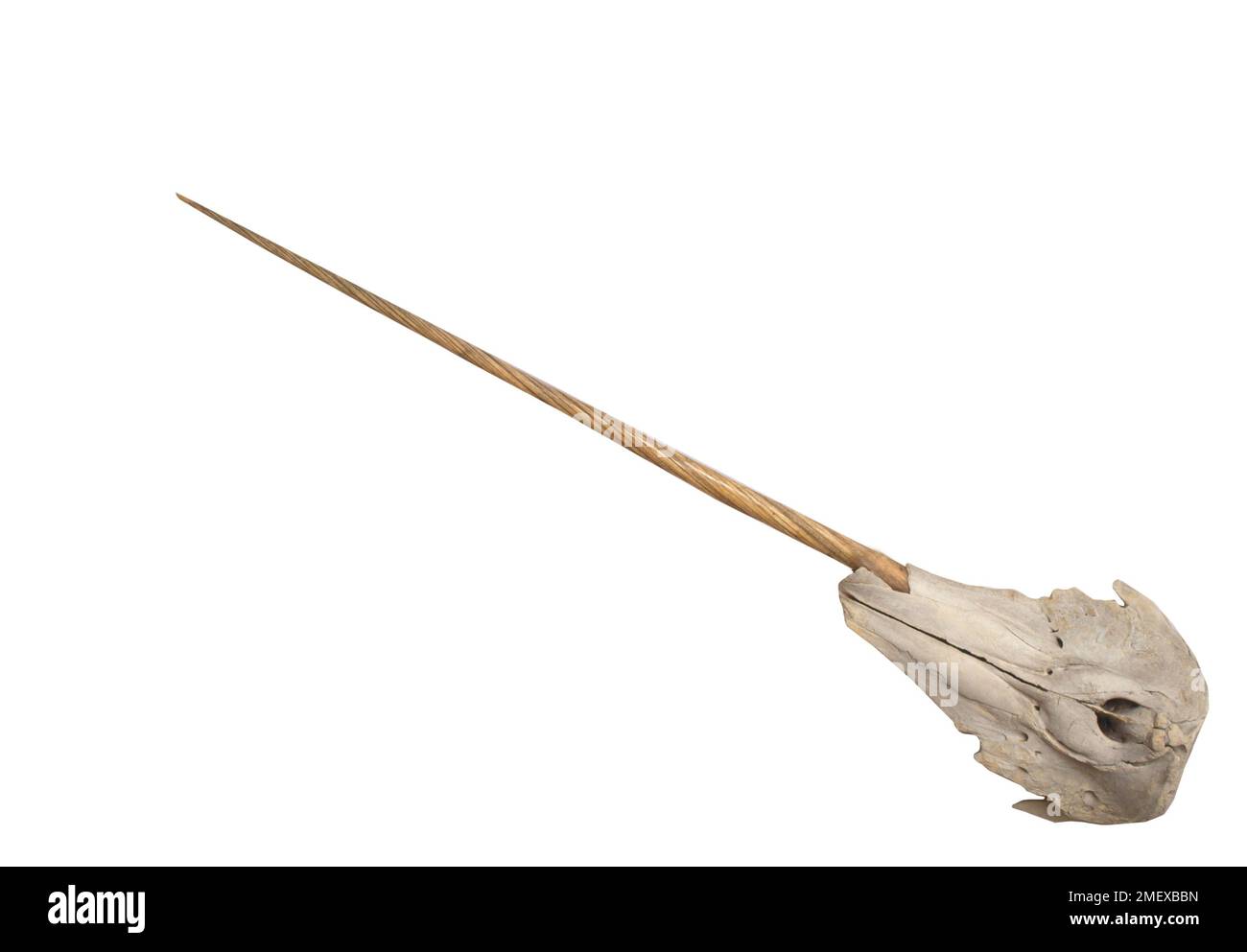 Crâne narval mâle (tête). Banque D'Images