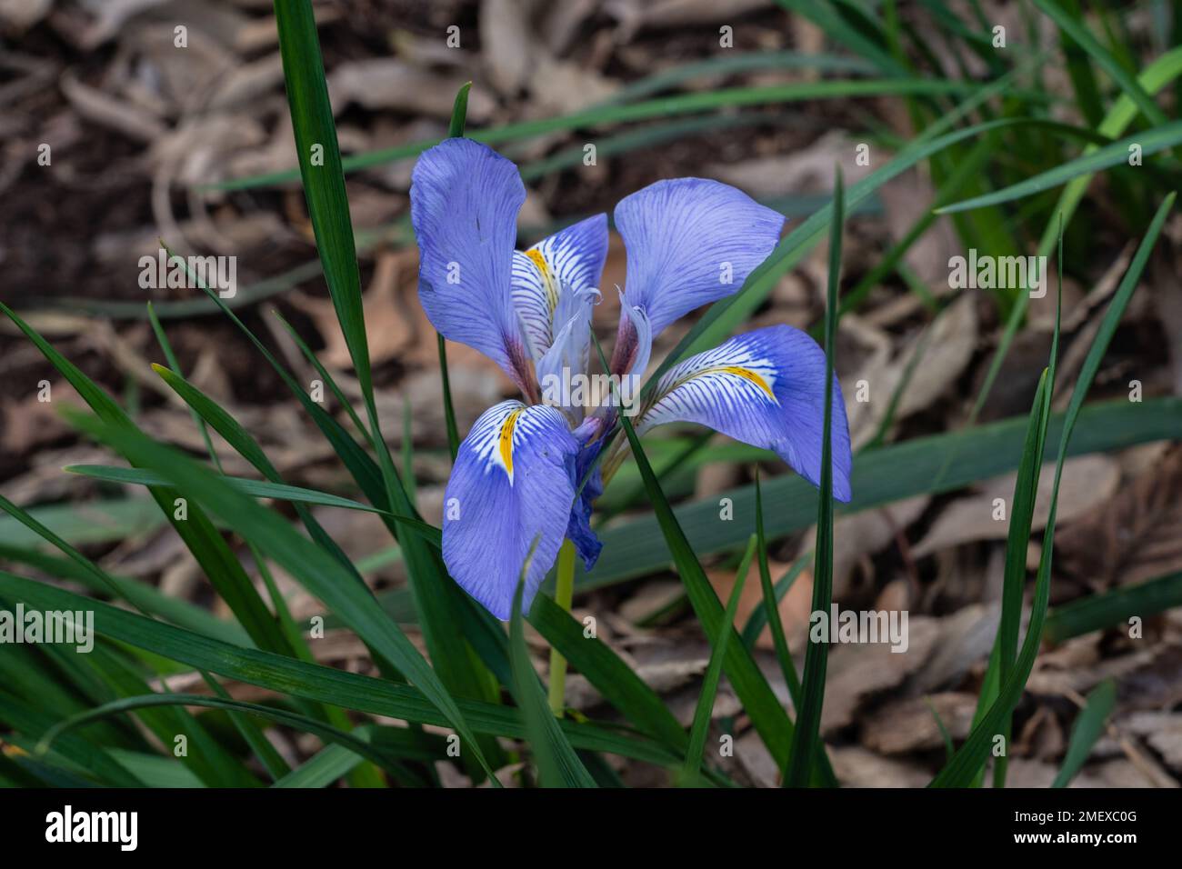 Vue rapprochée de la fleur bleue violette fraîche et jaune de l'iris unguicularis fleurant dans le jardin Banque D'Images