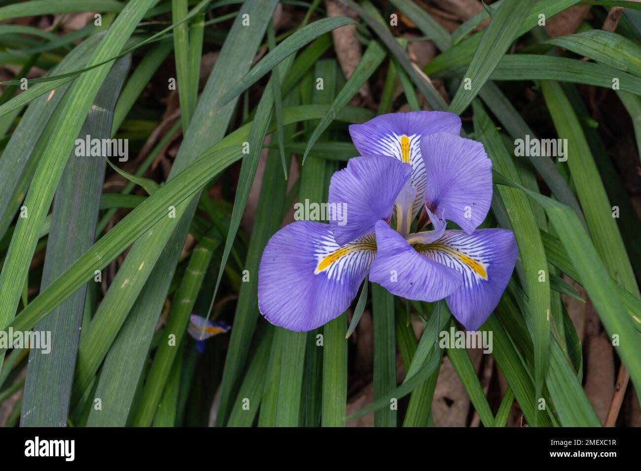 Vue rapprochée de la fleur violette et jaune fraîche de l'iris unguicularis fleurant dans le jardin Banque D'Images
