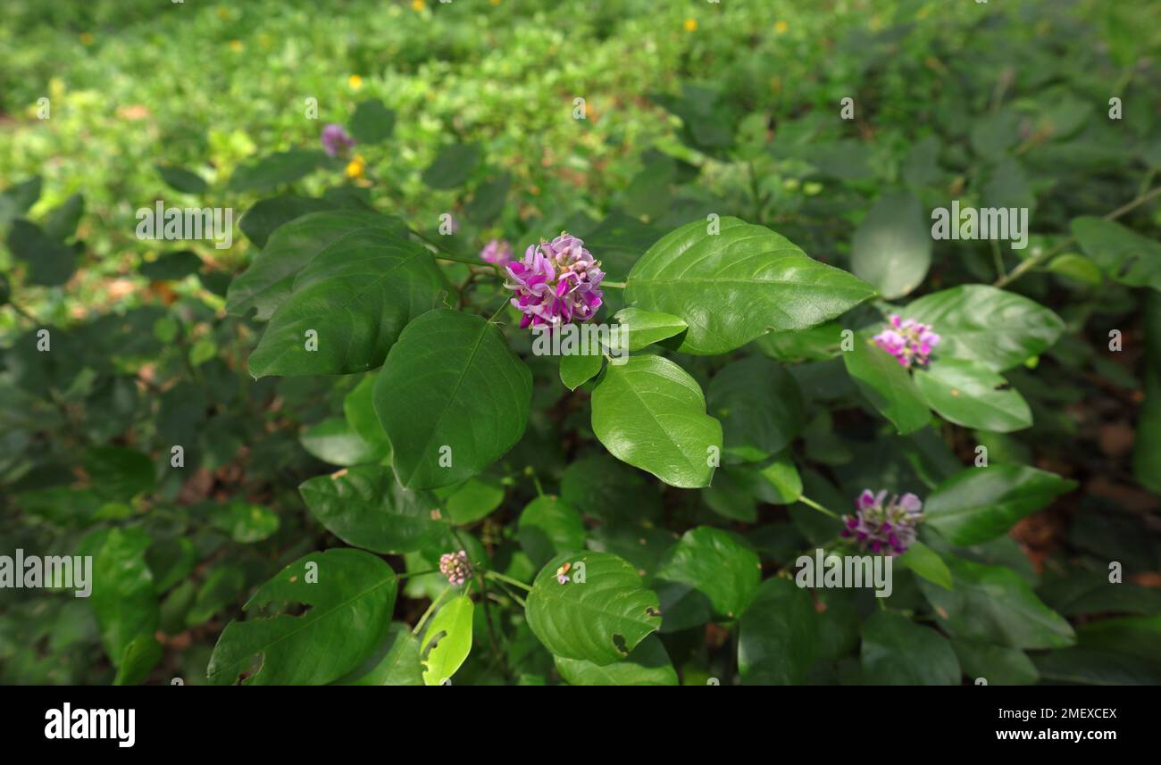 Une belle couleur pourpre petit groupe de fleurs et les feuilles d'une plante sauvage au niveau du sol au Sri Lanka dans une zone sauvage Banque D'Images