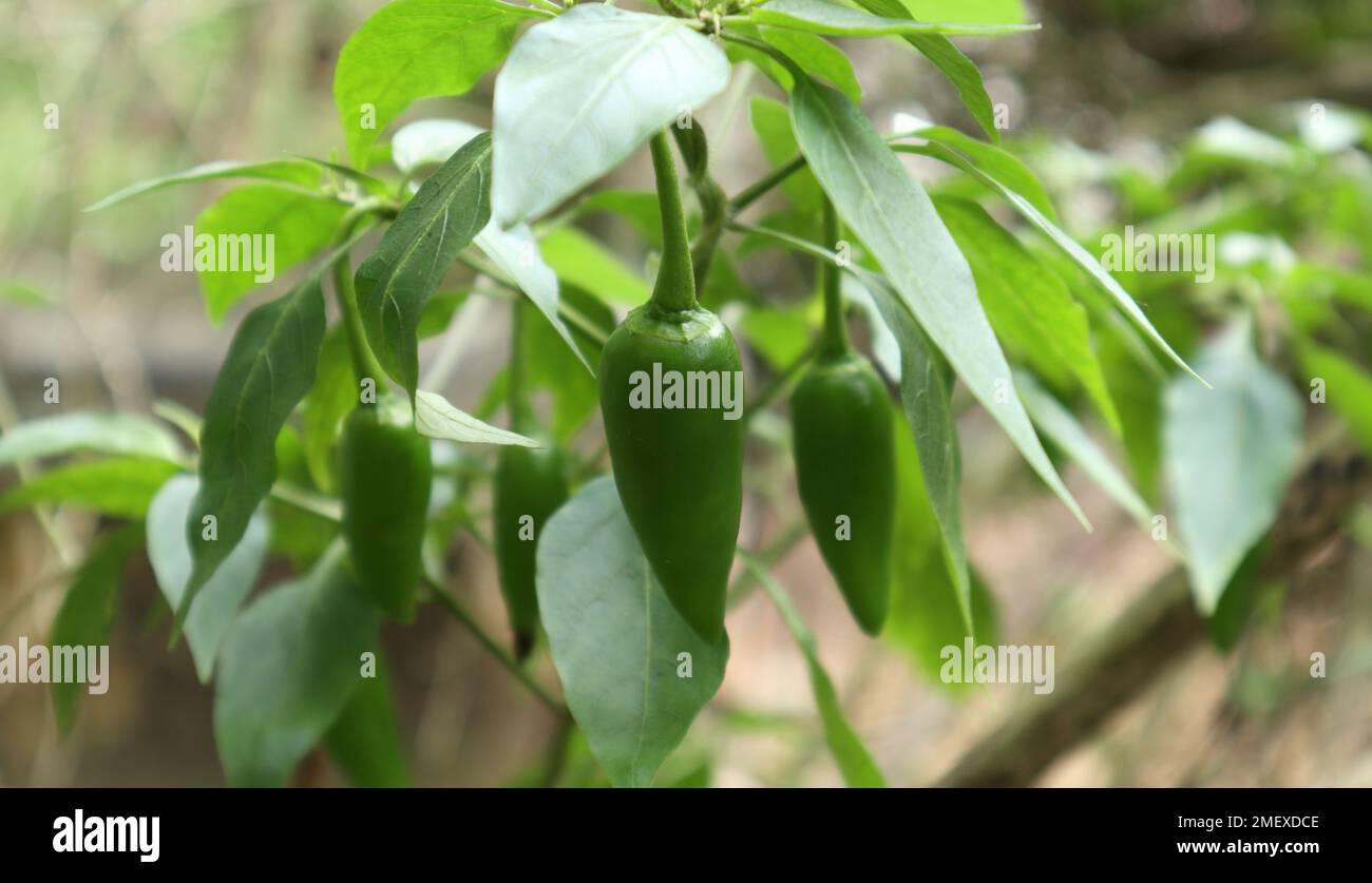 Gros plan d'une gousse de piment vert accrochée à la plante de piment en plein soleil dans le jardin d'origine Banque D'Images