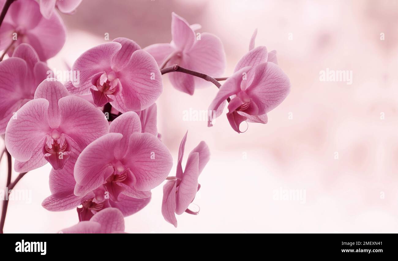 Orchidée Phalaenopsis. Plante à fleurs. Fleurs roses. arrière-plan flou et clair. Thème floral. Fleur exotique Banque D'Images