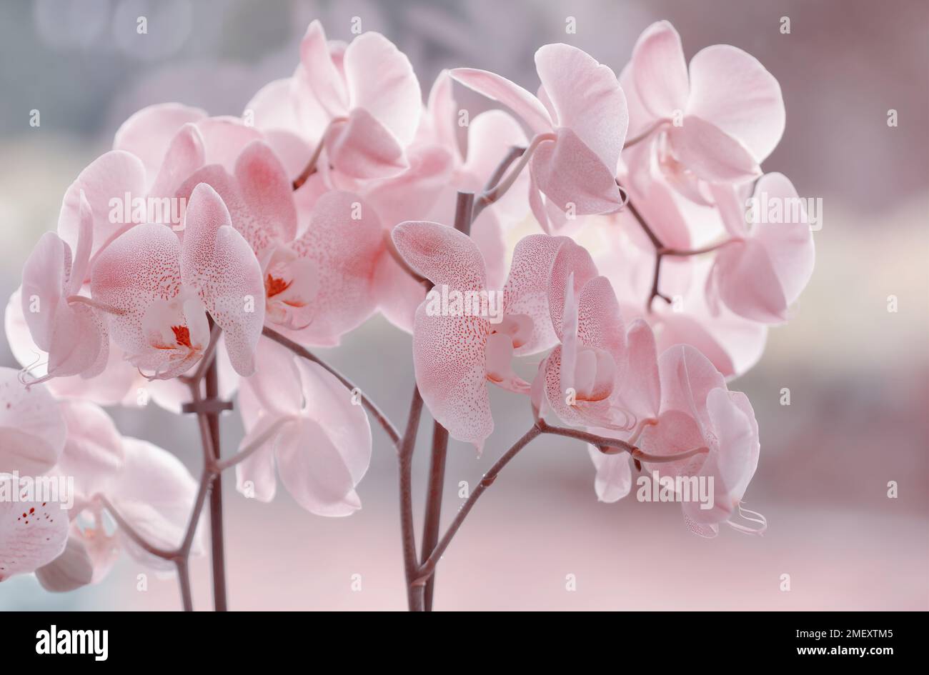 Orchidée Phalaenopsis. Plante à fleurs. Fleurs roses. arrière-plan flou et clair. Thème floral. Fleur exotique Banque D'Images