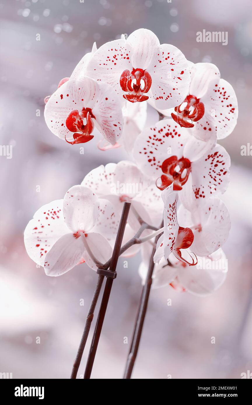 Orchidée Phalaenopsis. Plante à fleurs. Fleurs blanches. arrière-plan flou et clair. Thème floral. Fleur exotique Banque D'Images