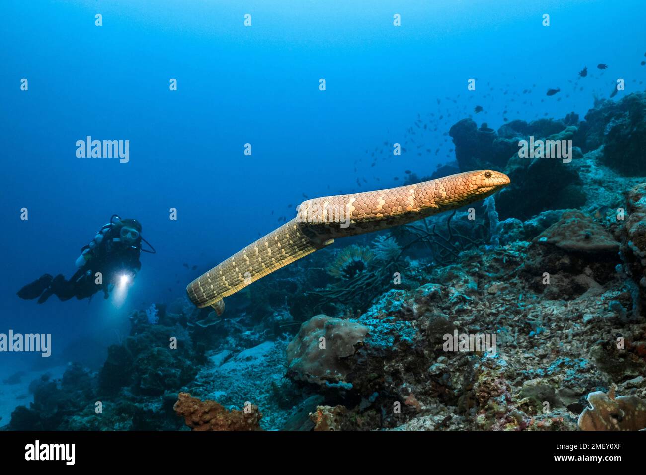 Serpent de mer d'olive, Aipysurus laevis, baignade libre, et plongée sous-marine, îles Kei, Îles oubliées, Moluques, Indonésie, Indo-Océan Pacifique Banque D'Images
