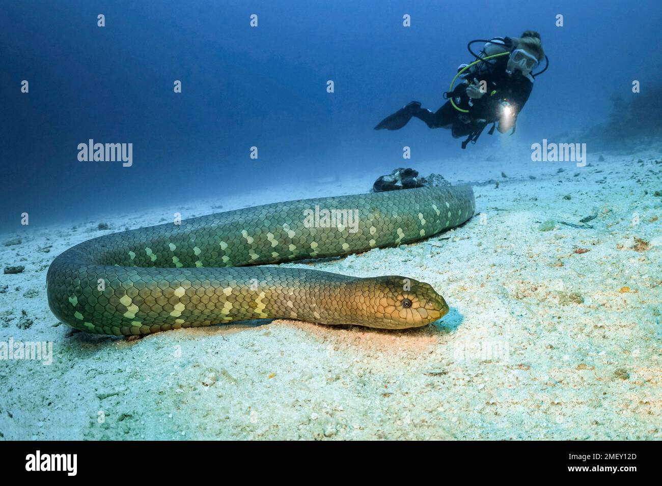 Serpent de mer d'olive, Aipysurus laevis, et plongeur de plongée, îles Kei, îles Forgotten, Moluccas, Indonésie, Indo-Océan Pacifique Banque D'Images