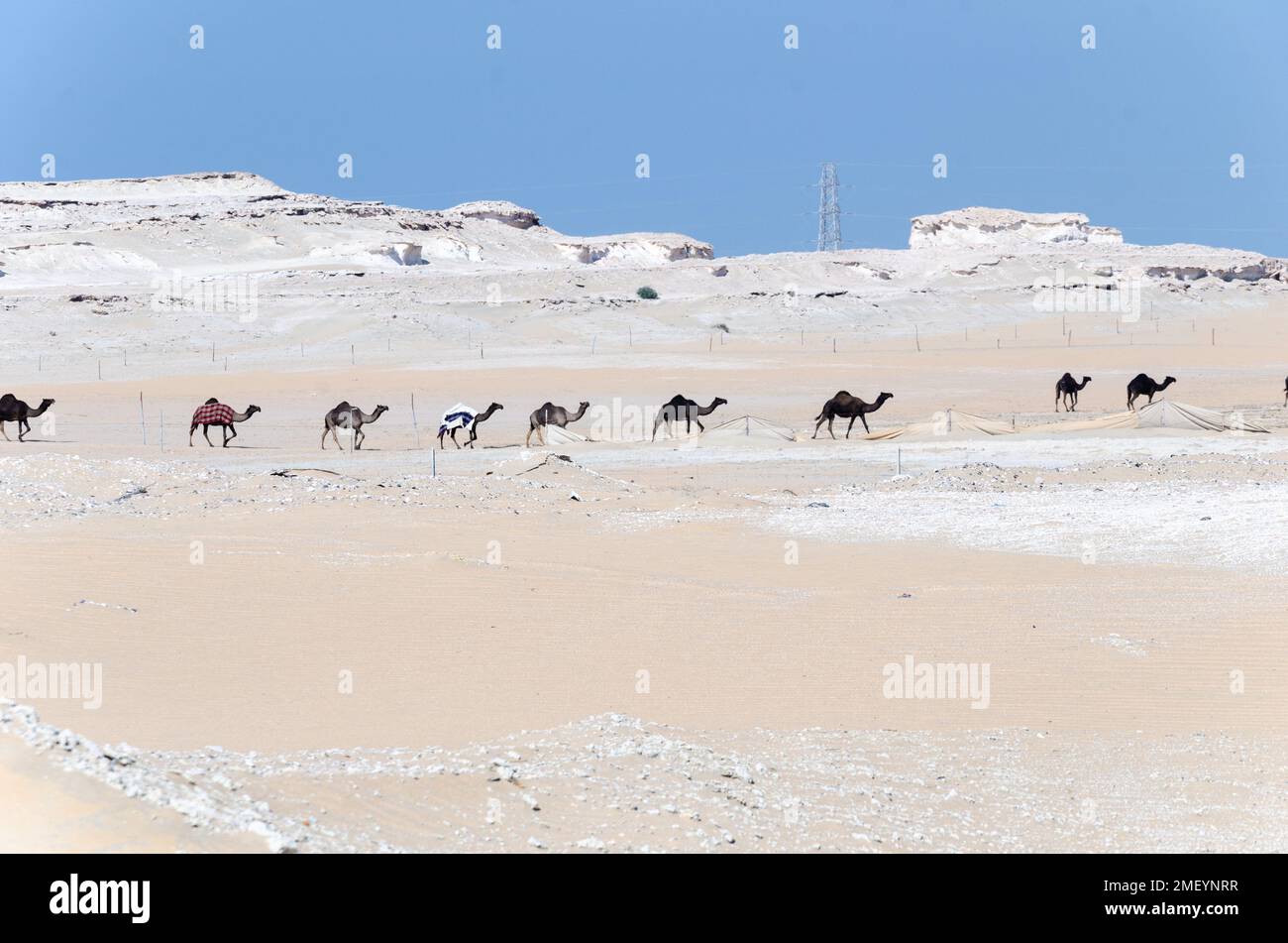 Chameaux dans un village désertique au Qatar Banque D'Images