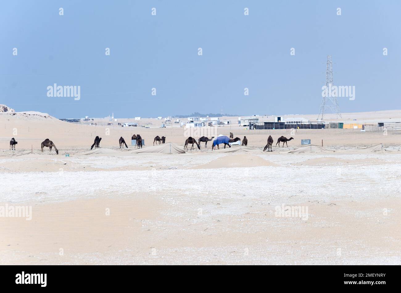 Chameaux dans un village désertique au Qatar Banque D'Images
