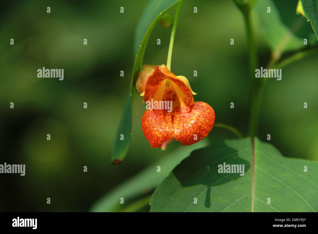 Plante de judélaisie orange en fleur Banque D'Images