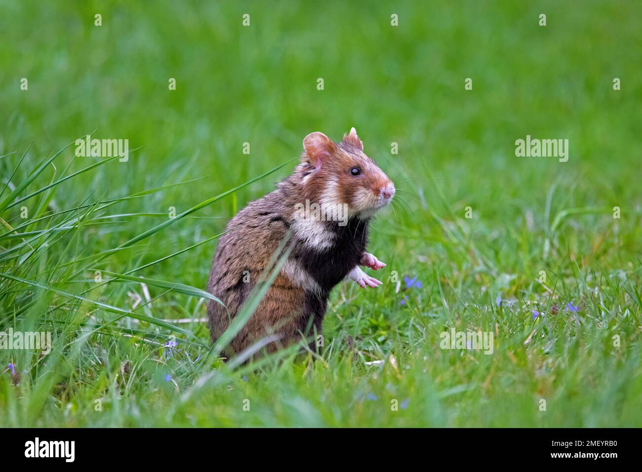Hamster européen / hamster eurasien / hamster à ventre noir / hamster commun (Cricetus cricetus) fourragère dans les prairies au printemps Banque D'Images