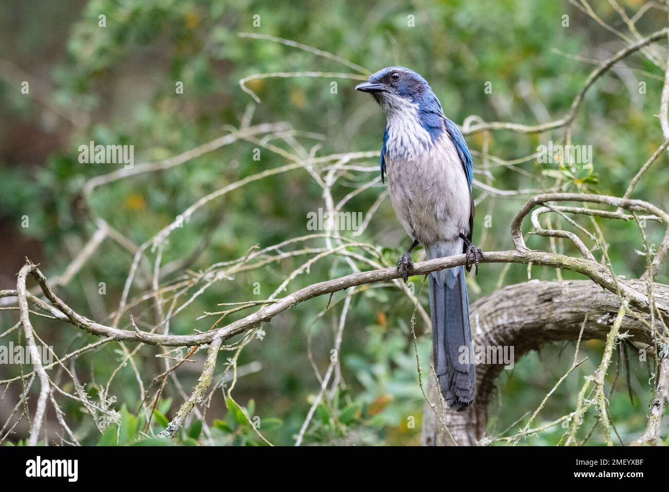 Un Scrub Jay à Stow Lake à San Francisco, Californie. Banque D'Images