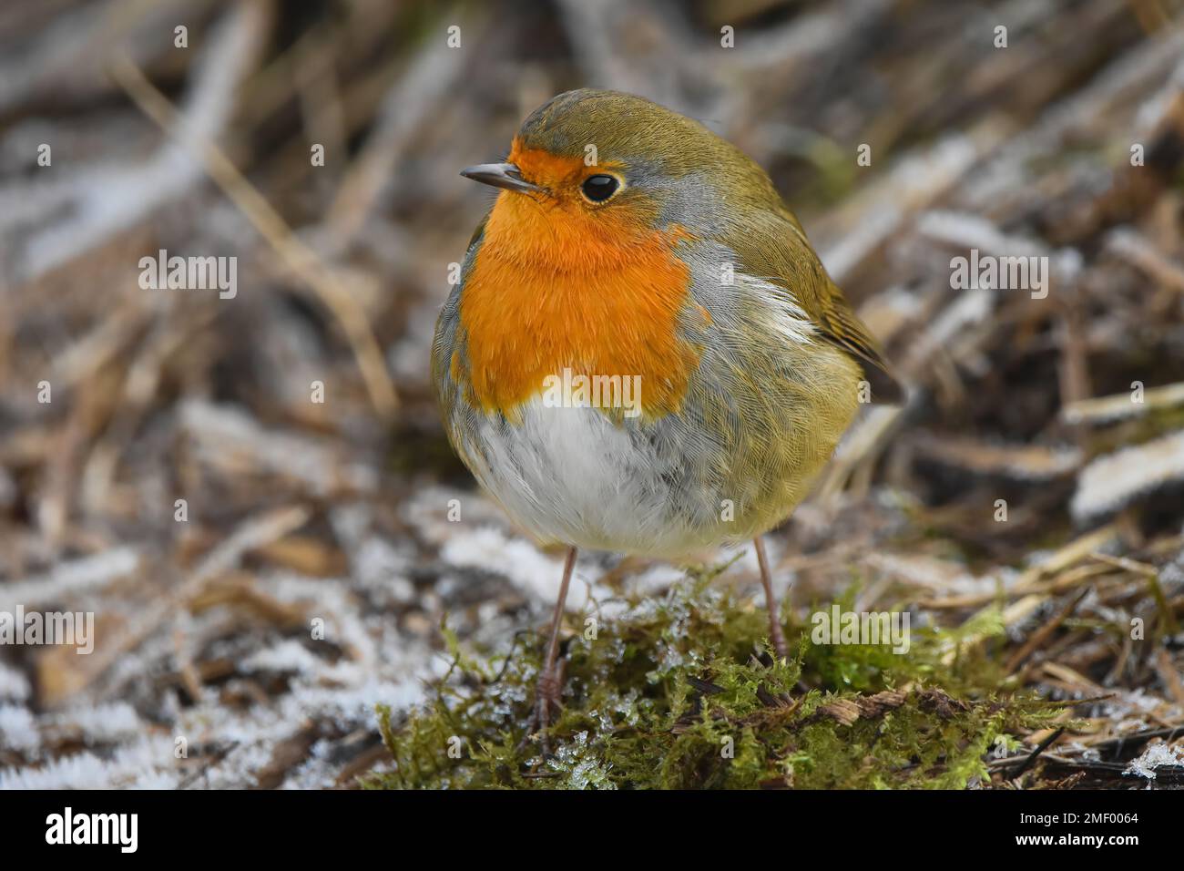Robin européen ( erithacus rubecula), un matin glacial à Perth, en Écosse. Banque D'Images