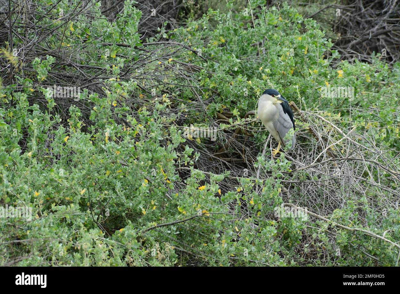 Héron noir couronne adulte Banque D'Images