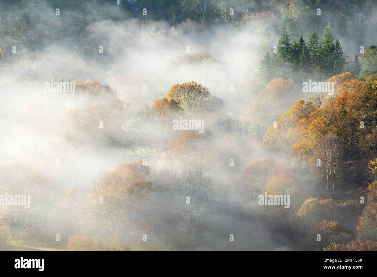 Belle matinée d'automne brumeuse avec des arbres sortant du brouillard. Paysages britanniques paisibles. Loughrigg, Lake District, Royaume-Uni. Banque D'Images
