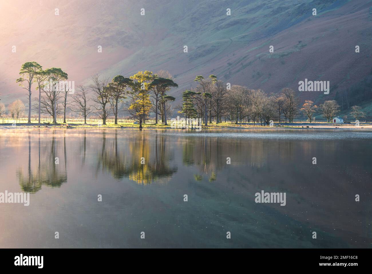 Rangée de pins avec de belles réflexions dans le lac à Buttermere, un matin calme avec la lumière du soleil. Lake District, Royaume-Uni. Banque D'Images