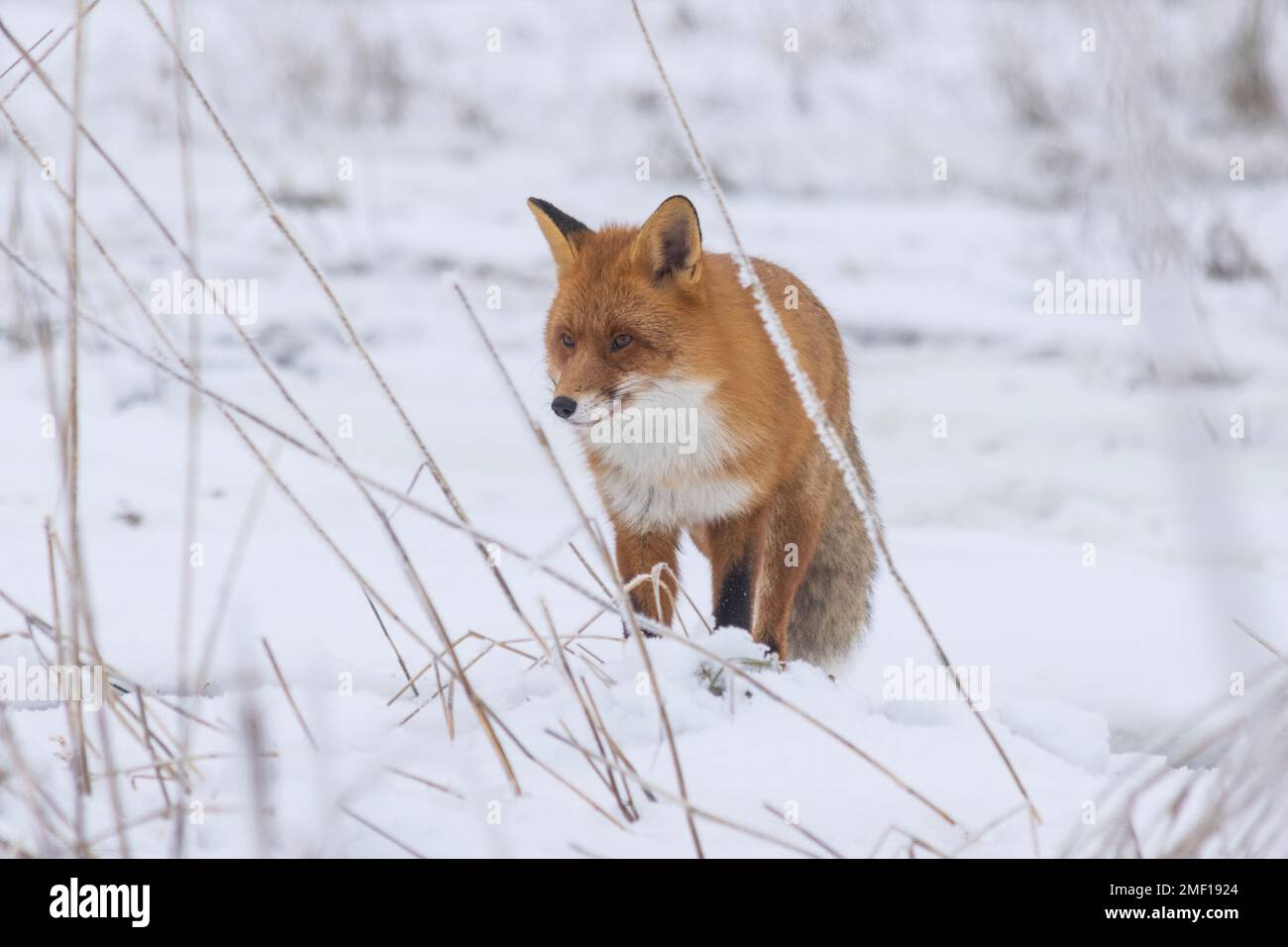 Roaming de renard roux à Helsinki, Finlande Banque D'Images