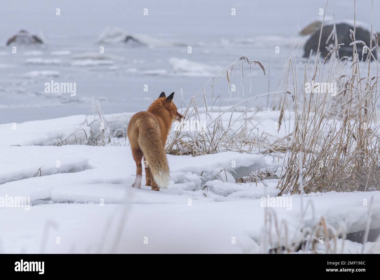 Roaming de renard roux à Helsinki, Finlande Banque D'Images