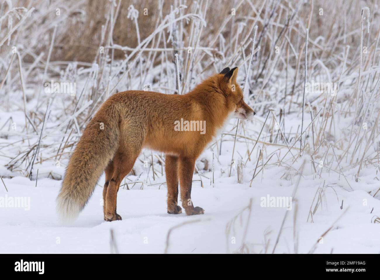 Roaming de renard roux à Helsinki, Finlande Banque D'Images